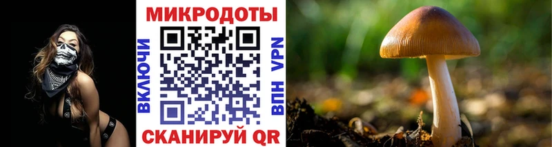 Купить закладки  Новый Оскол  Псилоцибиновые грибы Psilocybe 